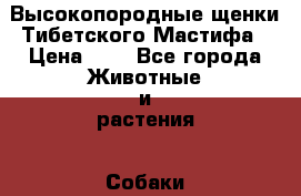 Высокопородные щенки Тибетского Мастифа › Цена ­ 0 - Все города Животные и растения » Собаки   . Адыгея респ.